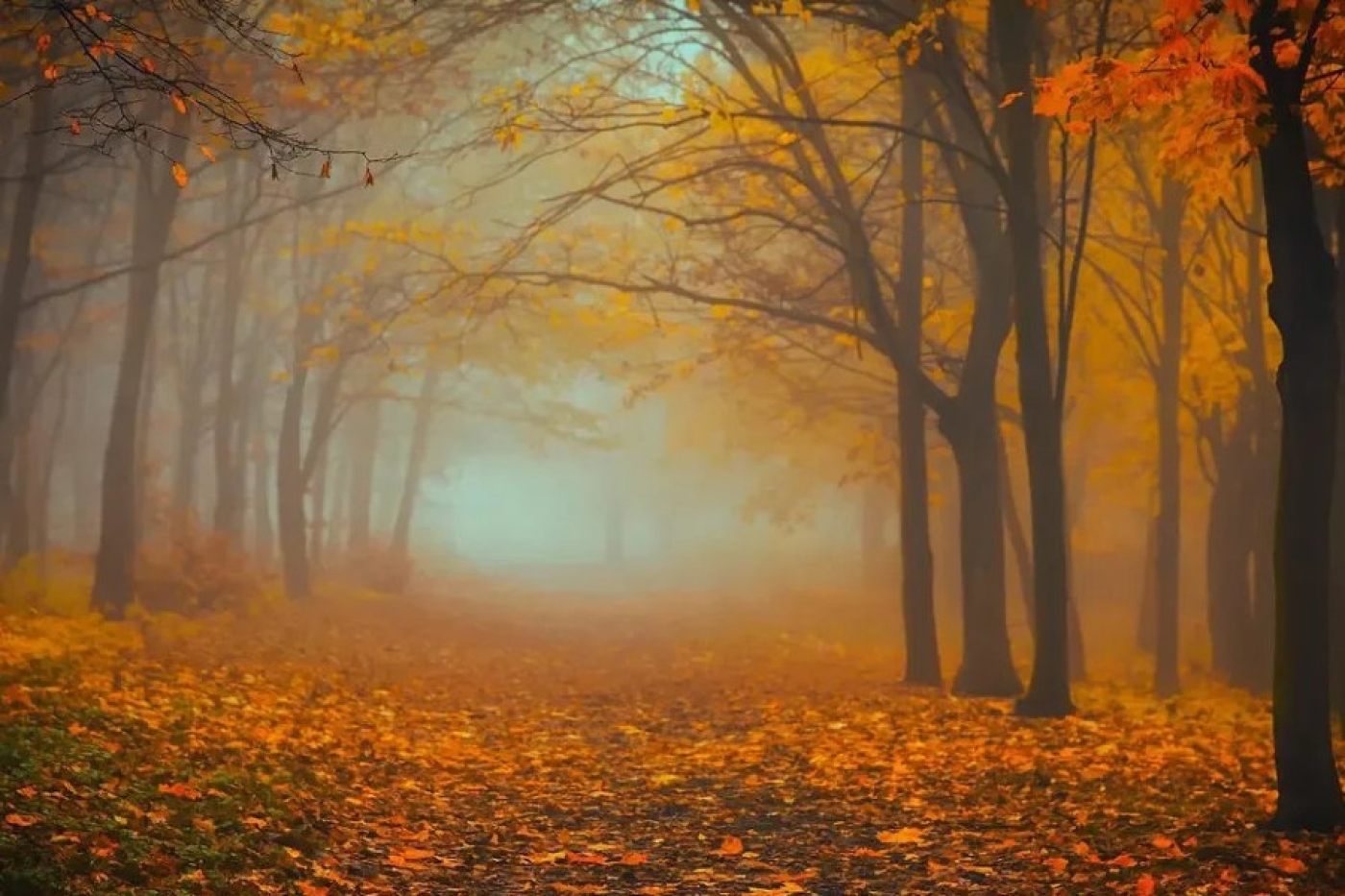 Белгидромет на 2 декабря объявил оранжевый уровень опасности в связи с туманом