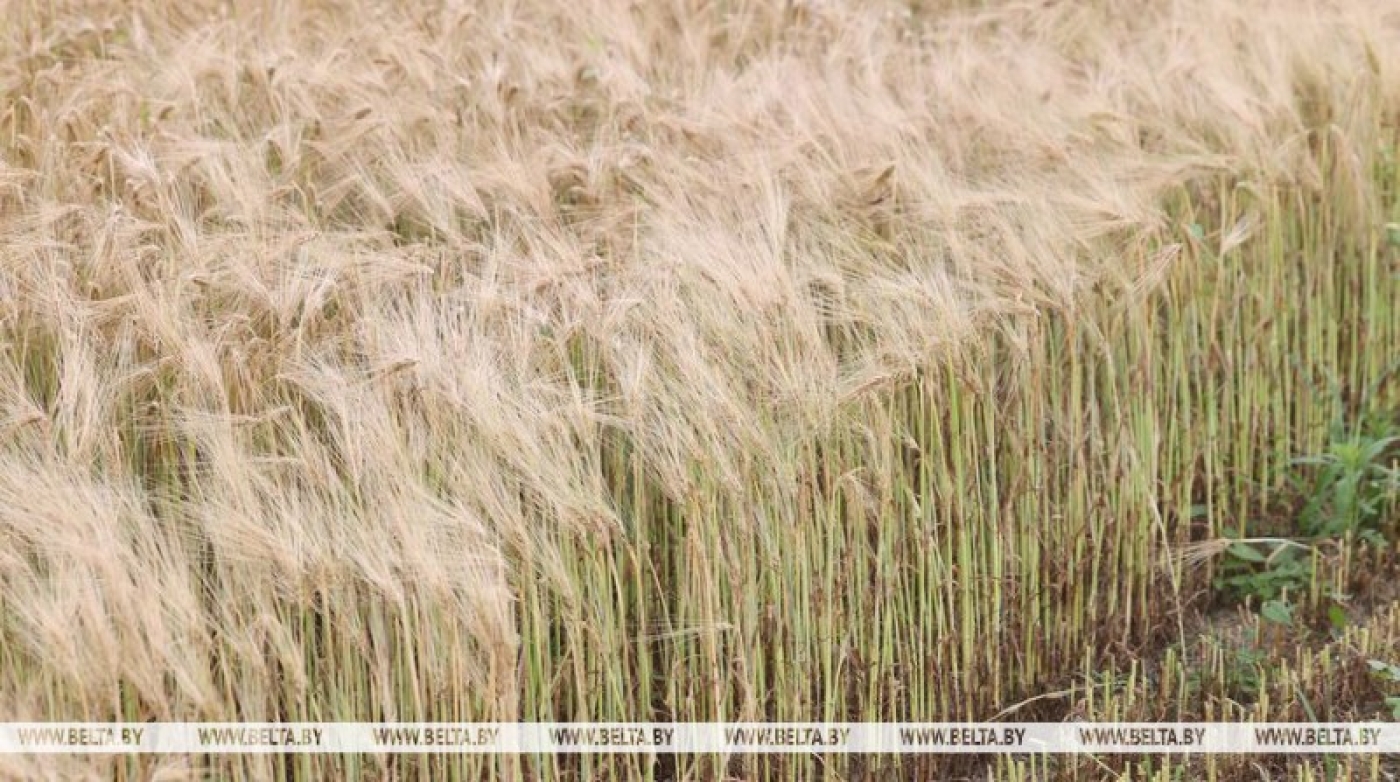 Как ведут себя сельхозкультуры в разных погодных условиях, рассказали в Минсельхозпроде