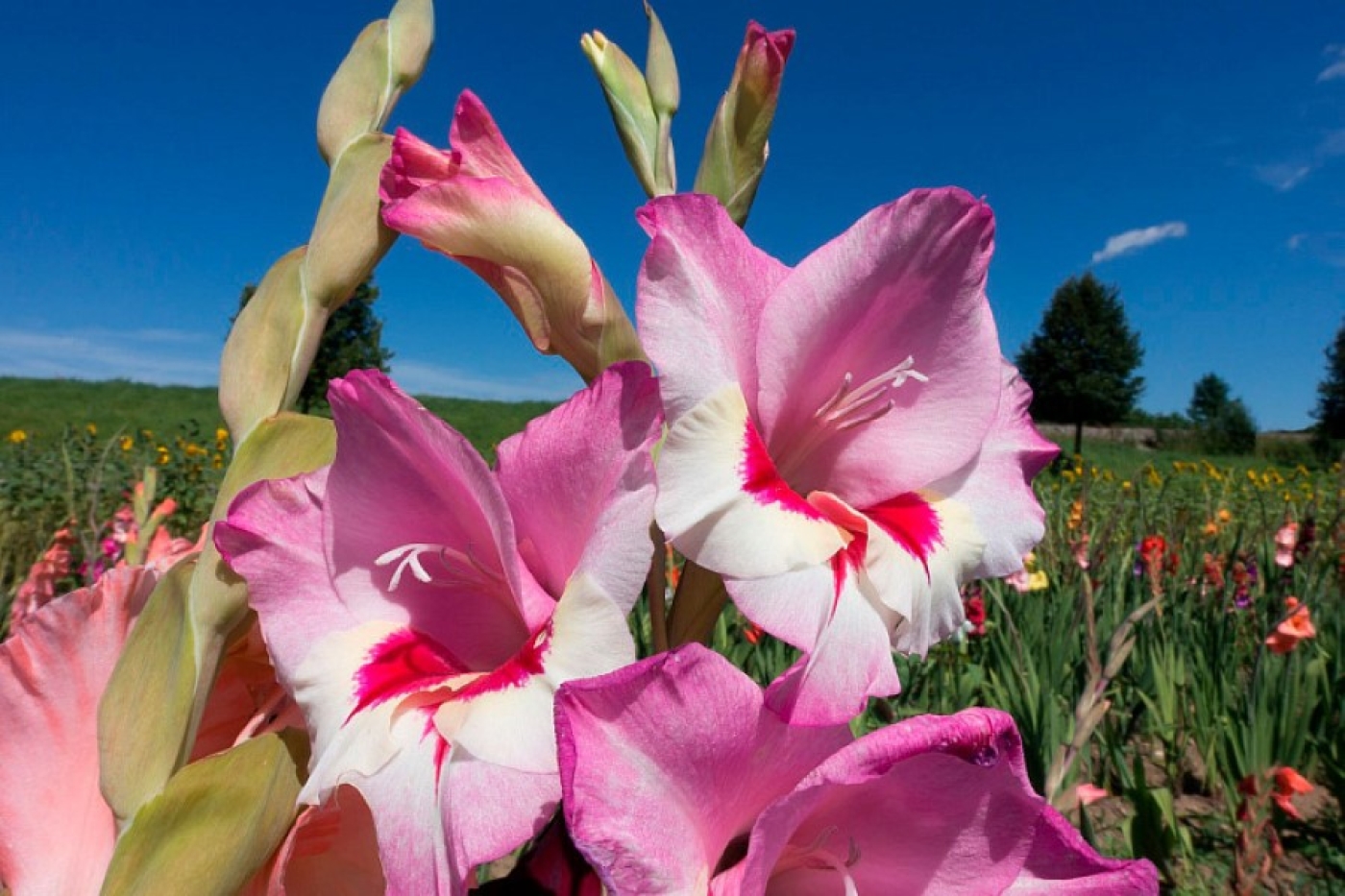 Гладиолусам будут завидовать все соседи: дайте цветам это