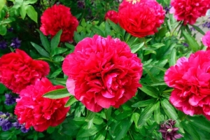 Всего щепотка – и пионы будут размером с футбольный мяч