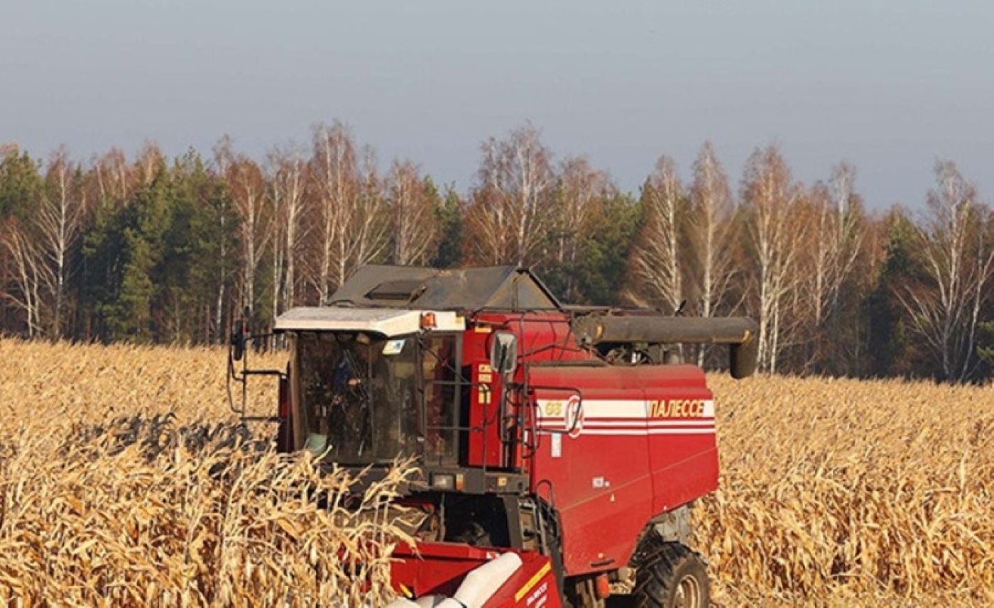В Беларуси началась массовая уборка кукурузы