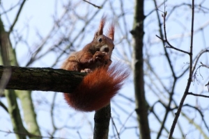 Погода в Беларуси 28 марта: переменная облачность, без осадков и до +19 °С днем