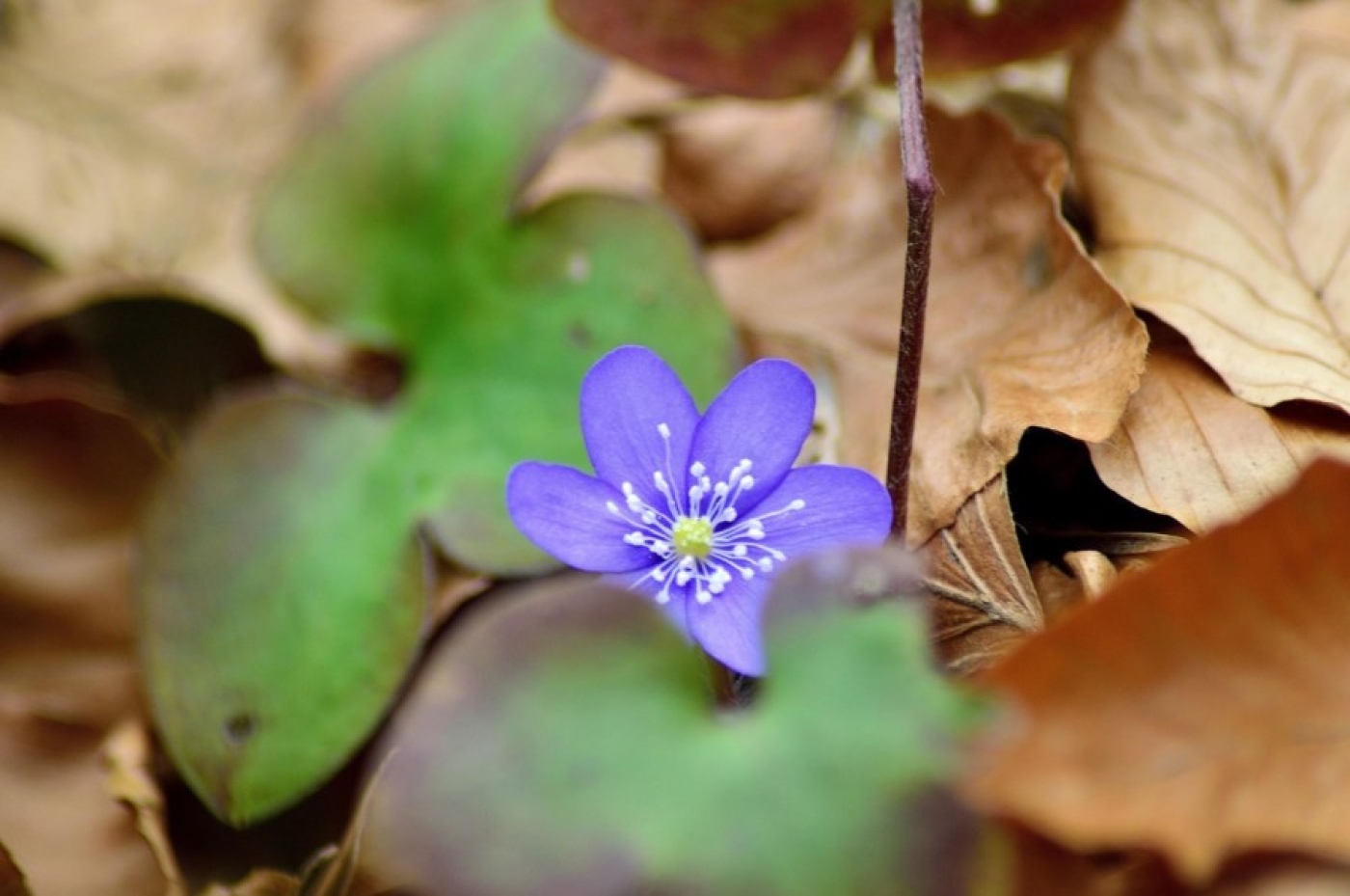 Погода в Беларуси 24 марта: без осадков, слабый ветер и до +16 °С