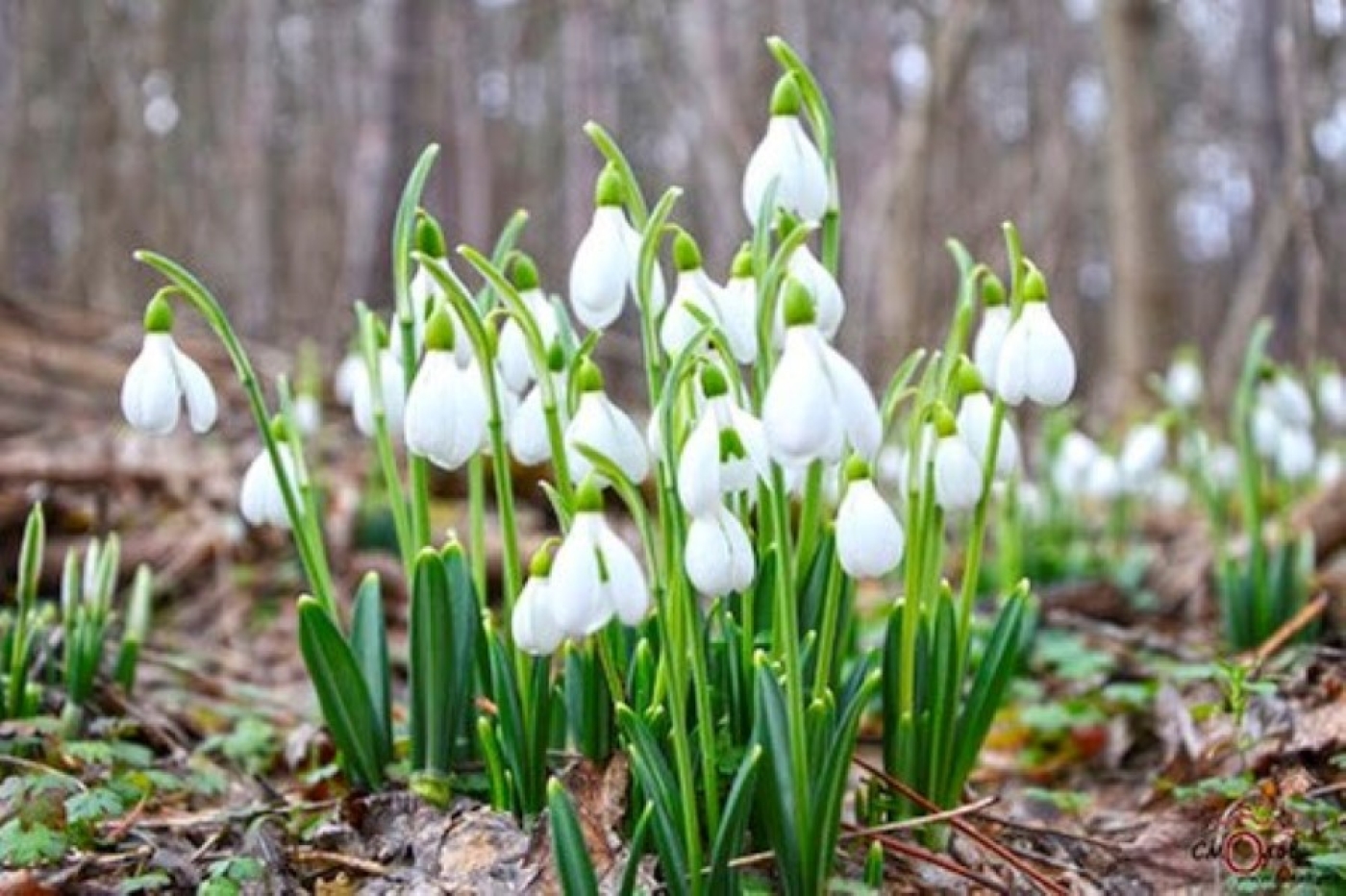 Погода в Беларуси 9 марта: без осадков, слабый туман и от -7 °С до +16 °С