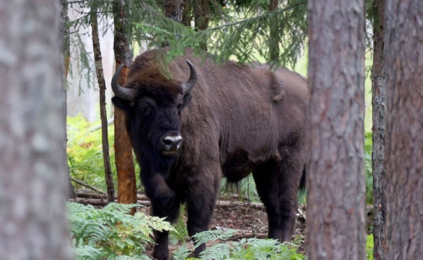 В Беловежской пуще увеличилась численность зубров