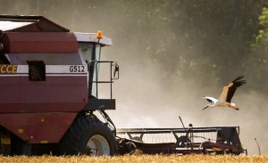 Белорусские аграрии намолотили более 1,7 млн тонн зерна с учетом рапса