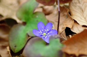 Погода в Беларуси 18 марта: небольшая облачность, без осадков и до +14 °С
