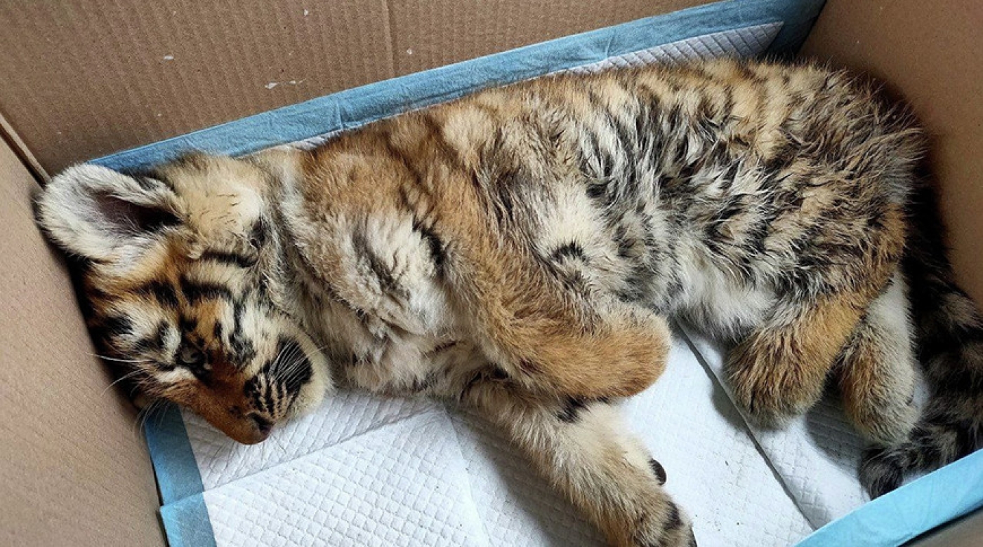 Спасенный в Хабаровском крае тигренок Бархат будет жить в Минском зоопарке