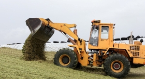 Закладывается в плющеном виде. В Минской области намолочено около 100 тыс. тонн зерна кукурузы