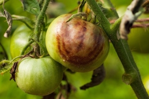 Как бороться с фитофторозом народными методами