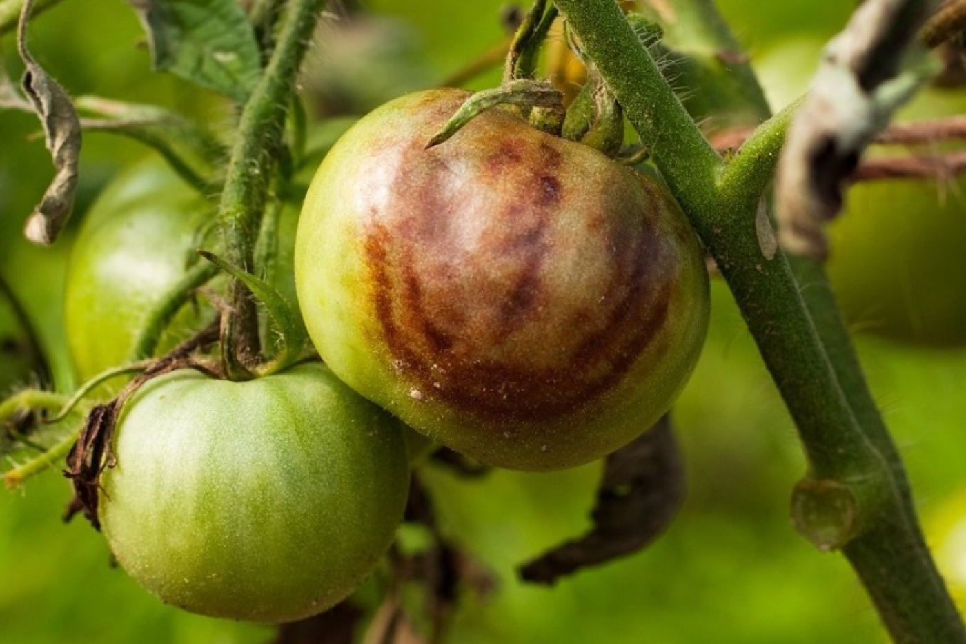 Как бороться с фитофторозом народными методами