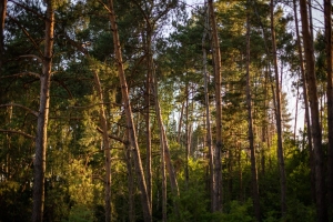 Запреты на посещение лесов введены в 18 районах Беларуси