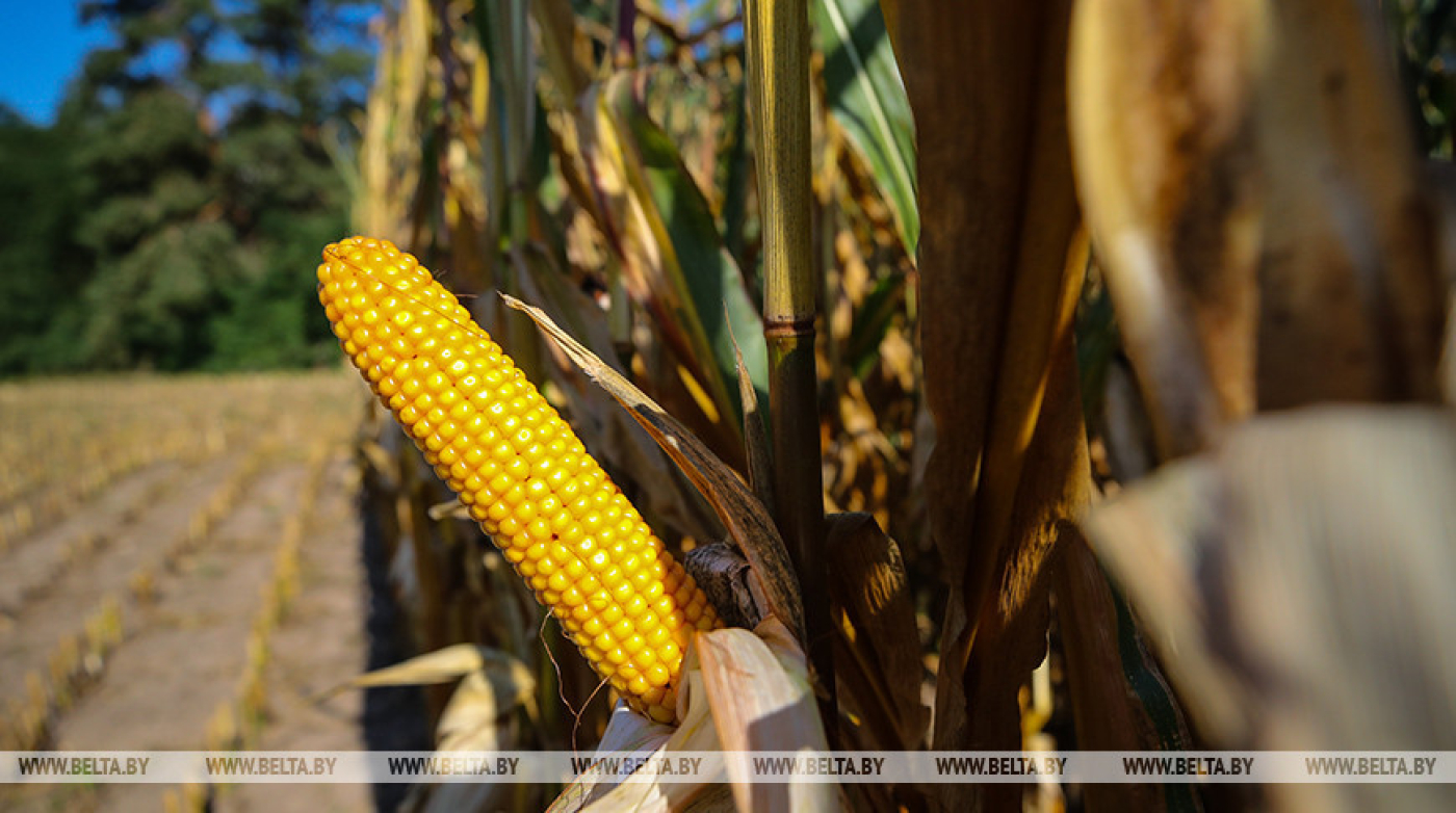 На территории Беларуси сохранится благоприятная обстановка для созревания кукурузы
