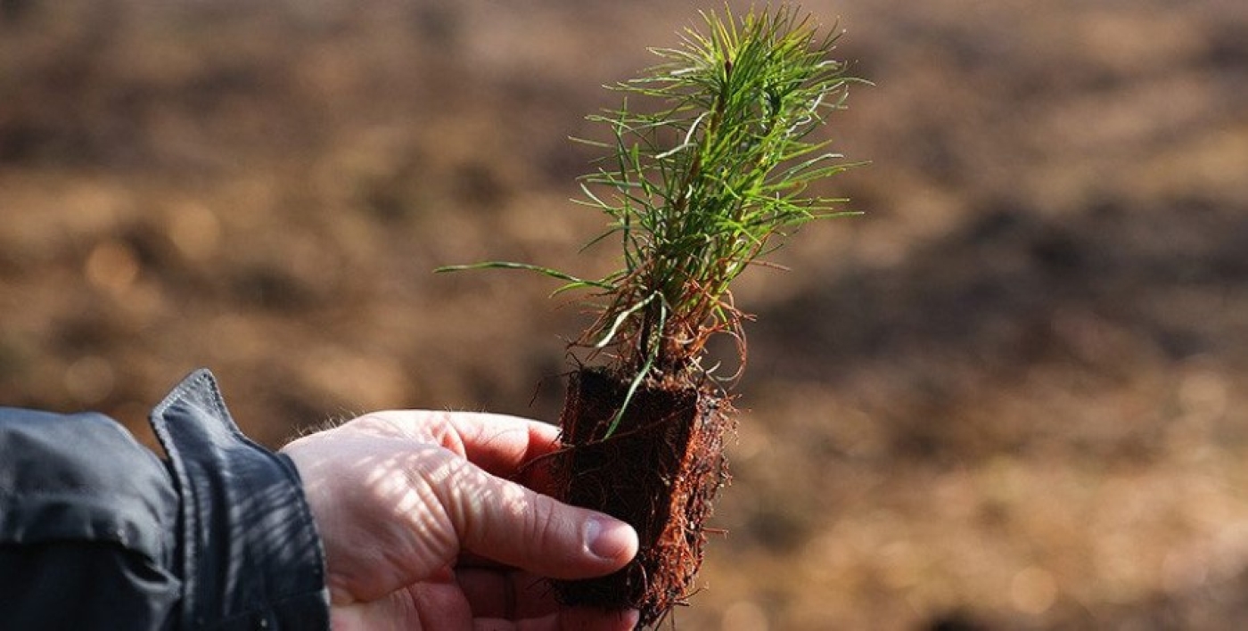 Минлесхоз: к акции "Дай лесу новае жыццё!" может присоединиться каждый