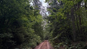 Ограничение на посещение лесов действует во всех областях Беларуси