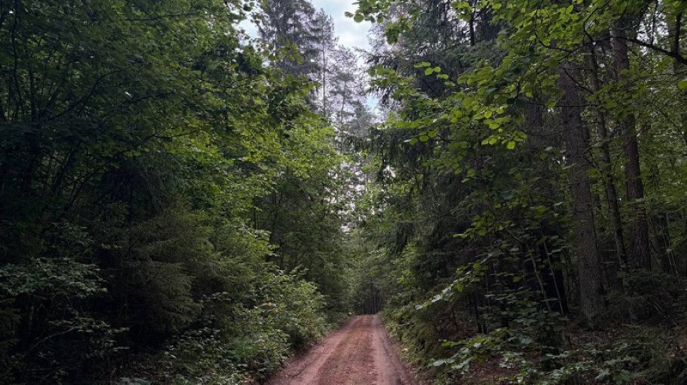 Ограничение на посещение лесов действует во всех областях Беларуси