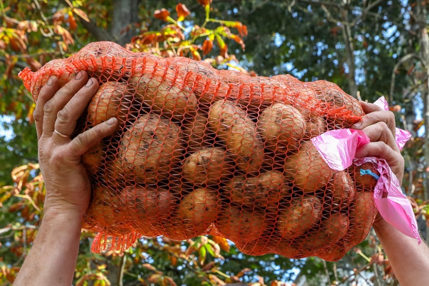 Картофель по 1 рублю будут продавать до мая в Беларуси