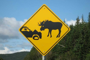  «Опель» сбил насмерть лося – пострадали водитель и пассажирка