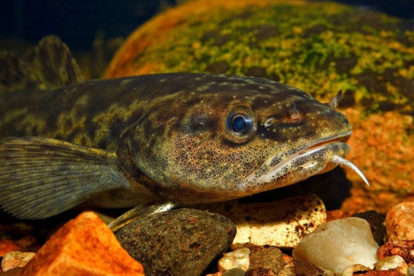 В Беларуси введен запрет на лов налима