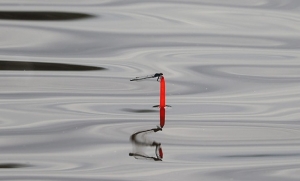 Три серьезных случая браконьерства в период нереста выявлено за прошедшую неделю
