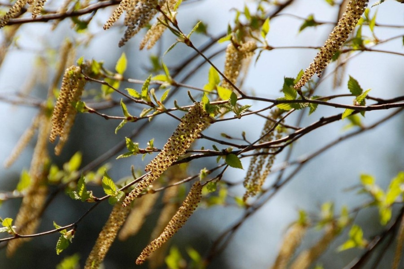 Вот почему вы постоянно чихаете. В Беларуси – пик пыльцевой аллергии