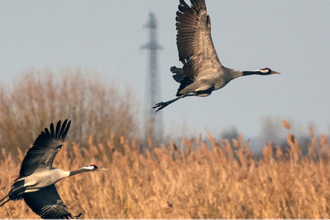Более 20 видов птиц прилетели с зимовки в нацпарк "Припятский"