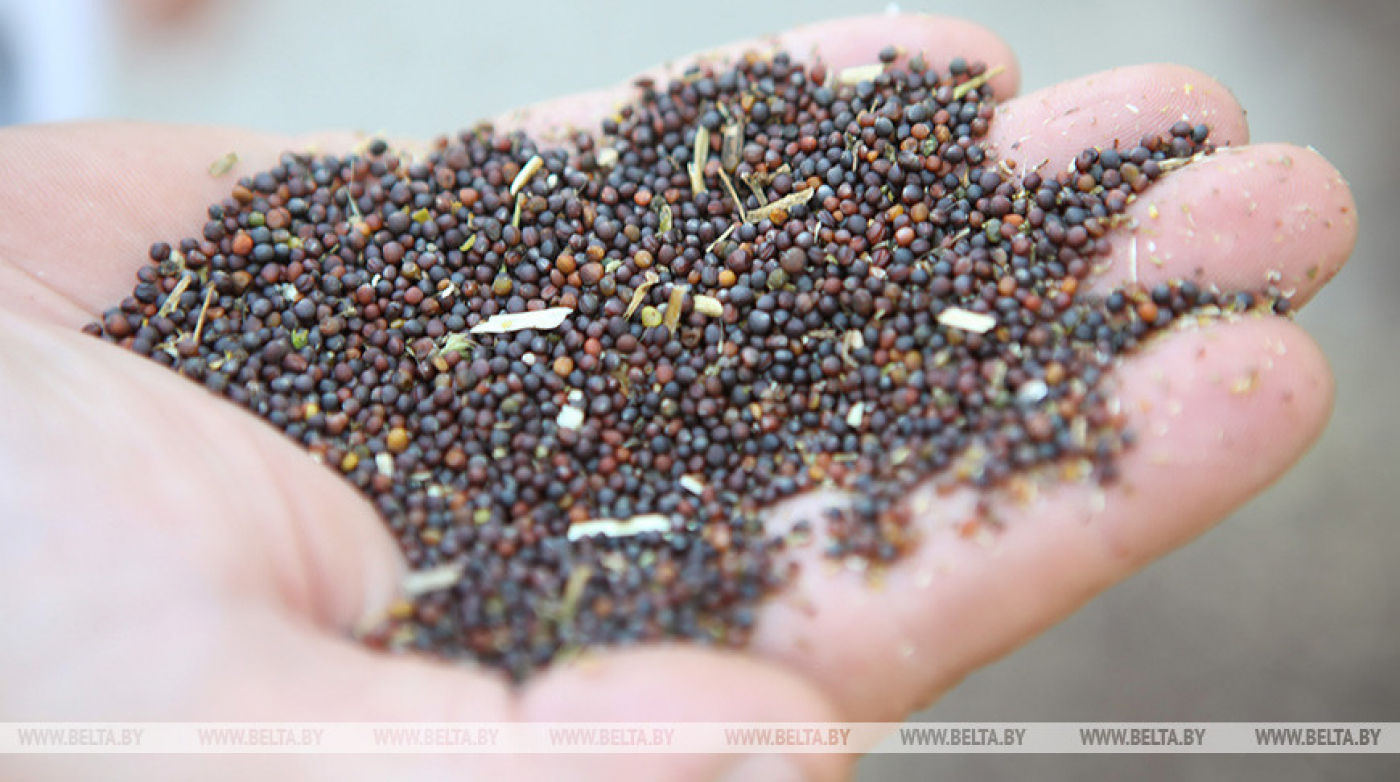 В Зельвенском районе два агронома похитили 67 т семян рапса