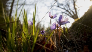 Тепло и без осадков. Синоптики рассказали, какая погода будет в Беларуси на Радуницу