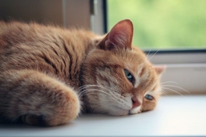 Погода 28 августа: оранжевый уровень опасности, преимущественно без осадков и до +33 °С