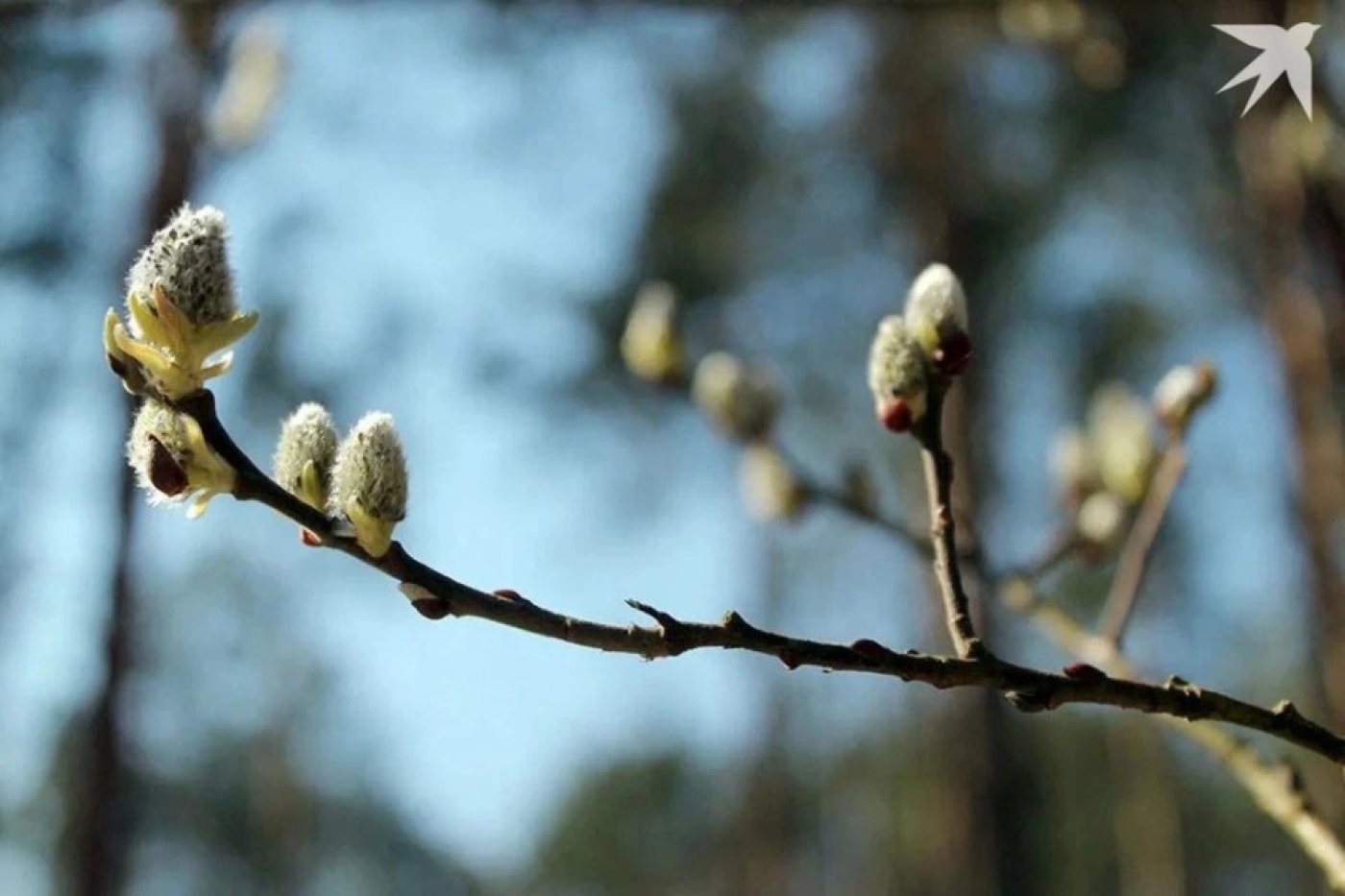 Теплая рабочая недели и похолодание на выходных. Рябов рассказал о погоде на неделе с 31 марта по 6 апреля