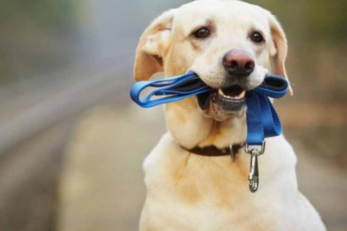 Короткий поводок и обязательная уборка — какие изменения готовят для владельцев собак