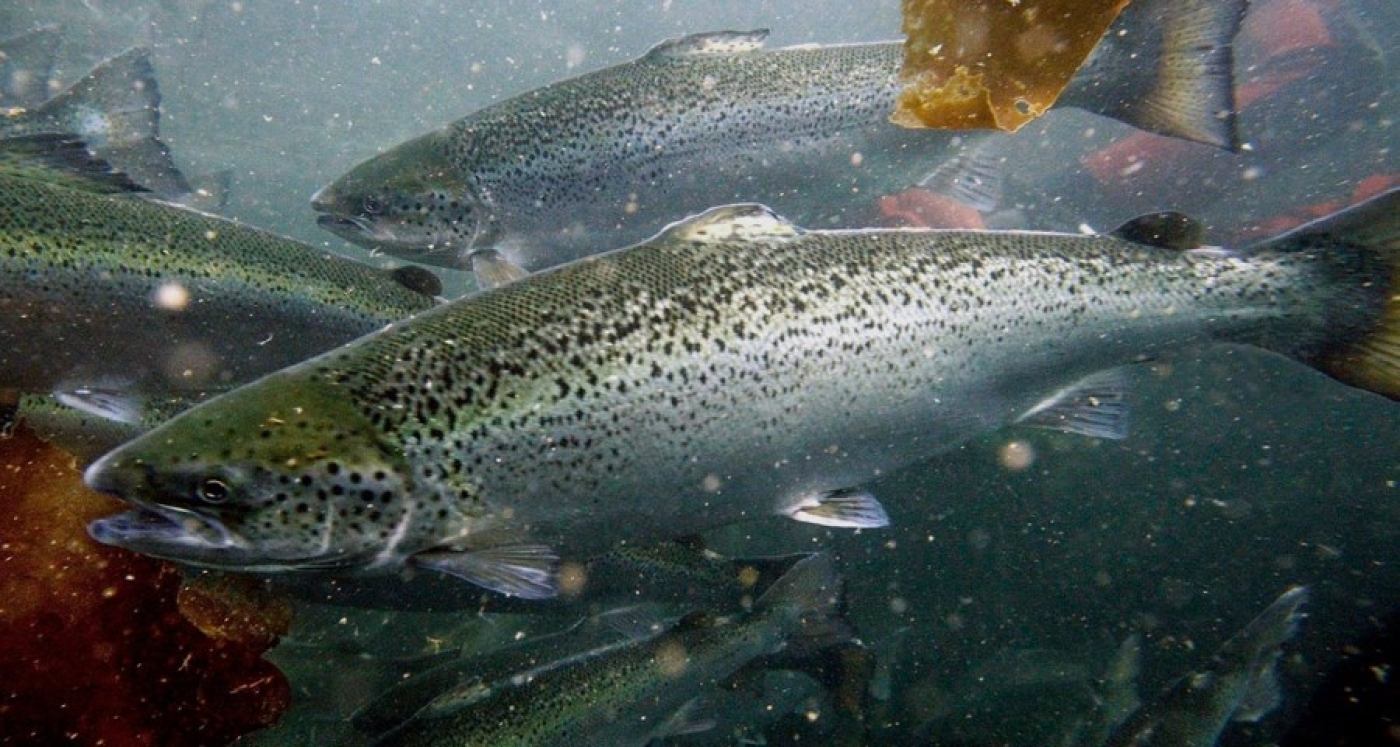 Какие виды рыб включены в Красную книгу Беларуси?