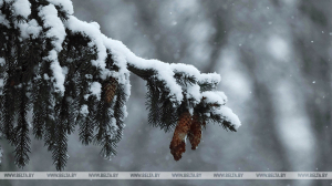 Оранжевый уровень опасности из-за сильного ветра объявлен в Беларуси на 5 марта