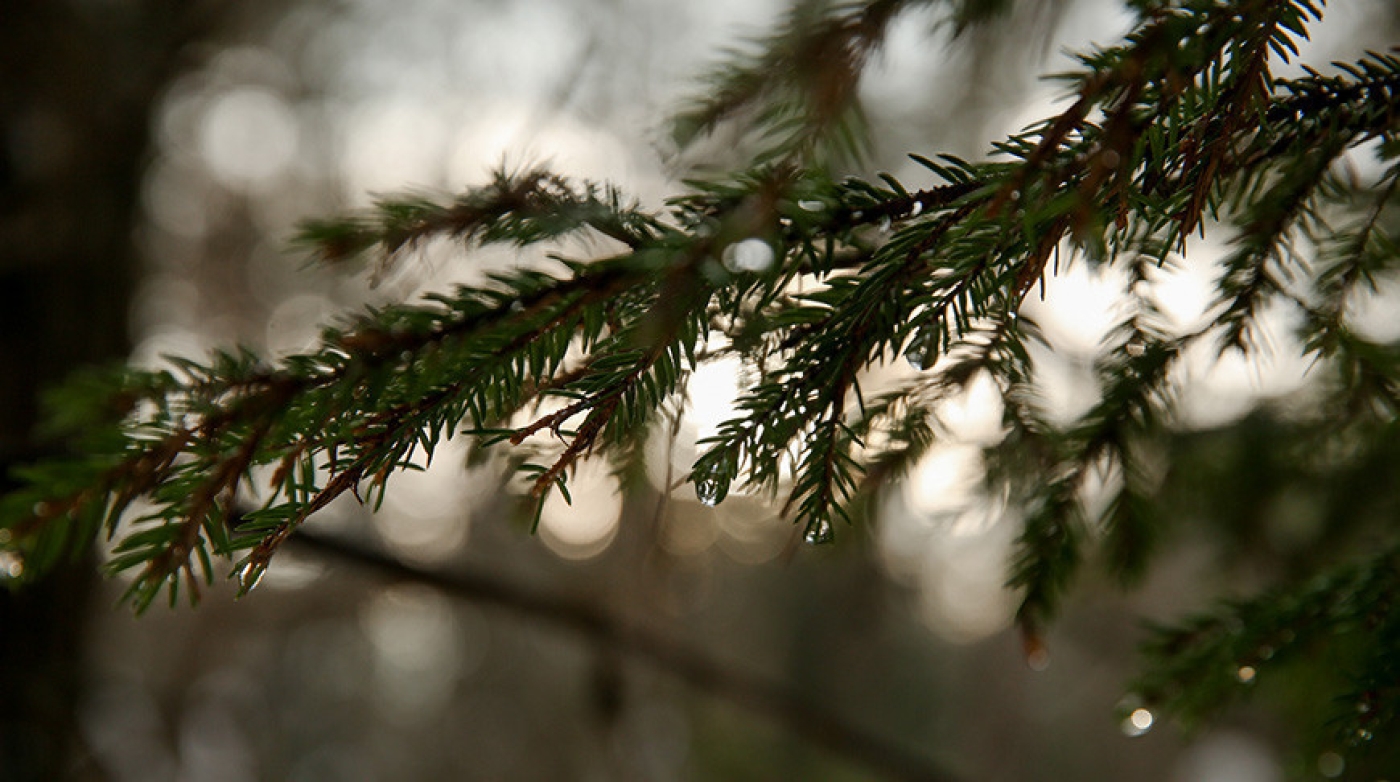 В некоторых районах Минской и Гомельской областей введены ограничения на посещение лесов