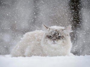 Оранжевый уровень опасности из-за сильных снегопадов действует сегодня в Беларуси