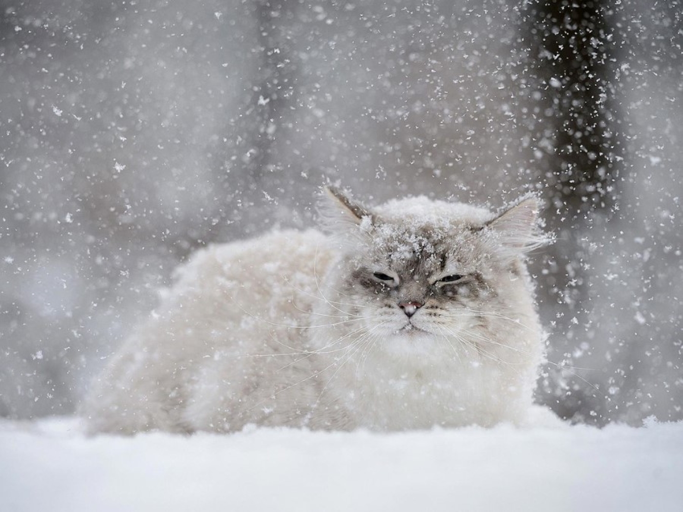 Оранжевый уровень опасности из-за сильных снегопадов действует сегодня в Беларуси