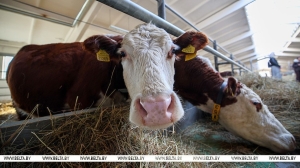 В Беларуси рассчитывают в течение пяти лет вдвое увеличить поголовье племенного КРС мясных пород