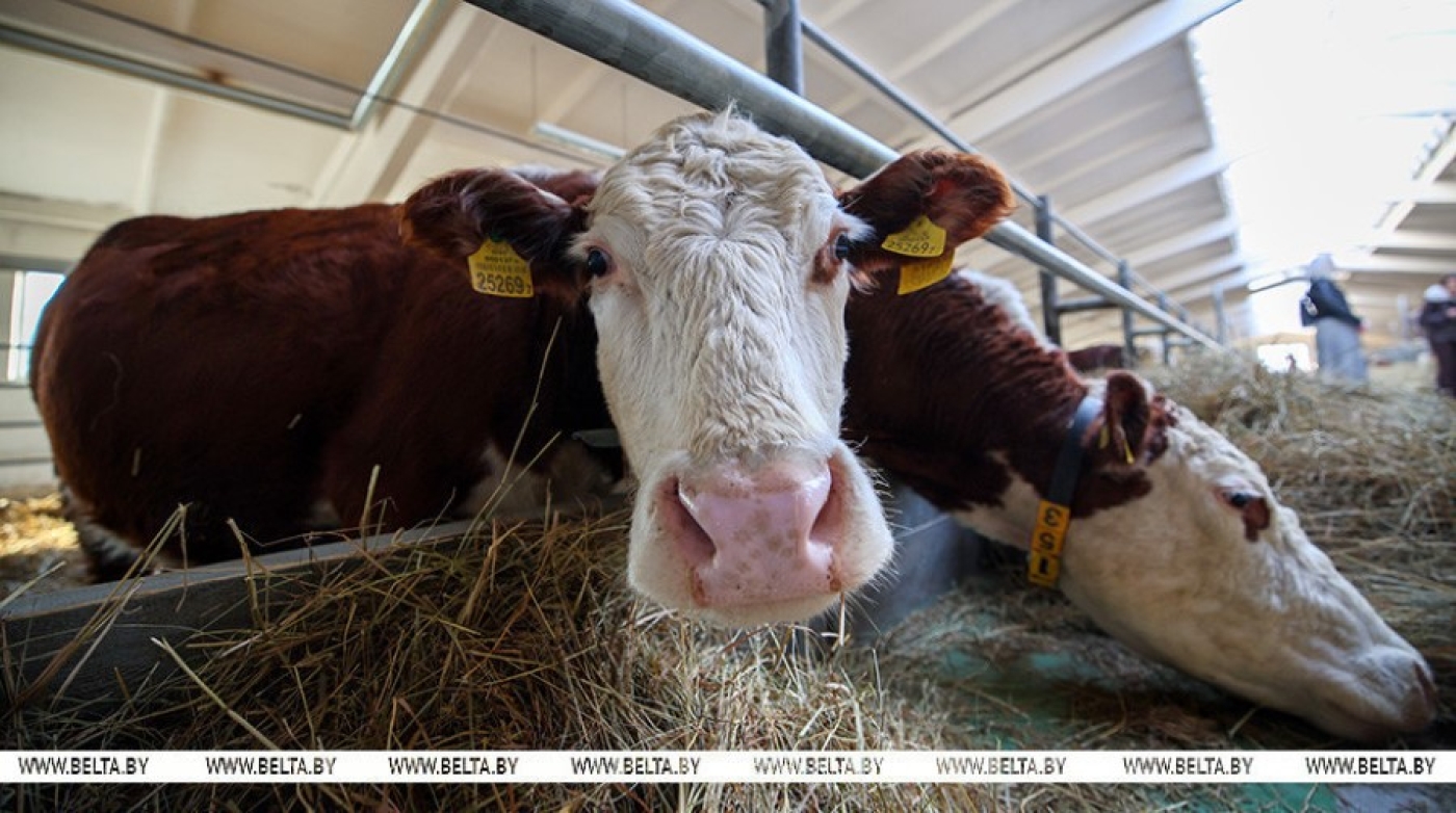 В Беларуси рассчитывают в течение пяти лет вдвое увеличить поголовье племенного КРС мясных пород