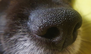 В Брагинском районе агрессивная собака напала на мужчину, опасное животное обезвредили милиционеры