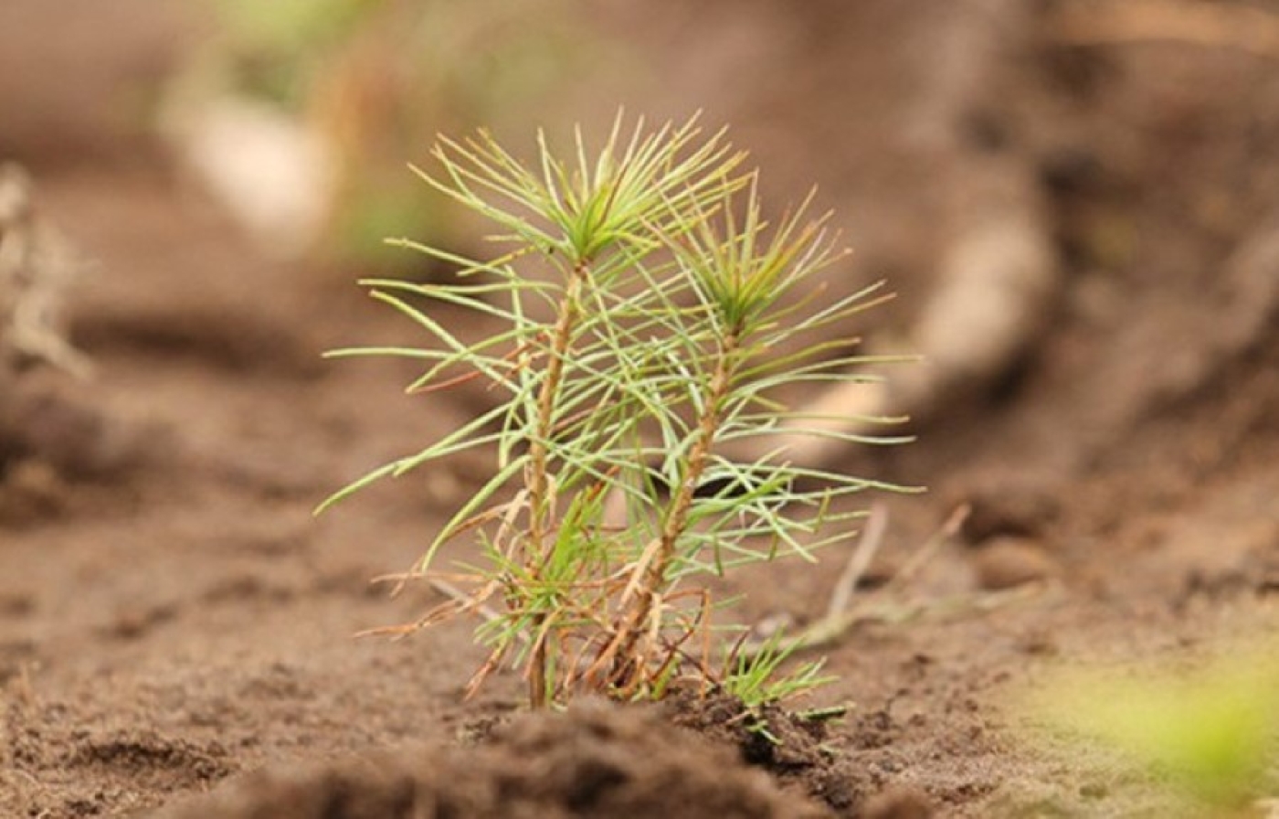 Восстановление после стихии: акция "Дай лесу новае жыццё!" стартует 21 марта