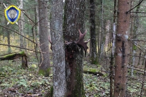 Пенсионер из Березино проходит по уголовному делу за незаконную охоту на лося