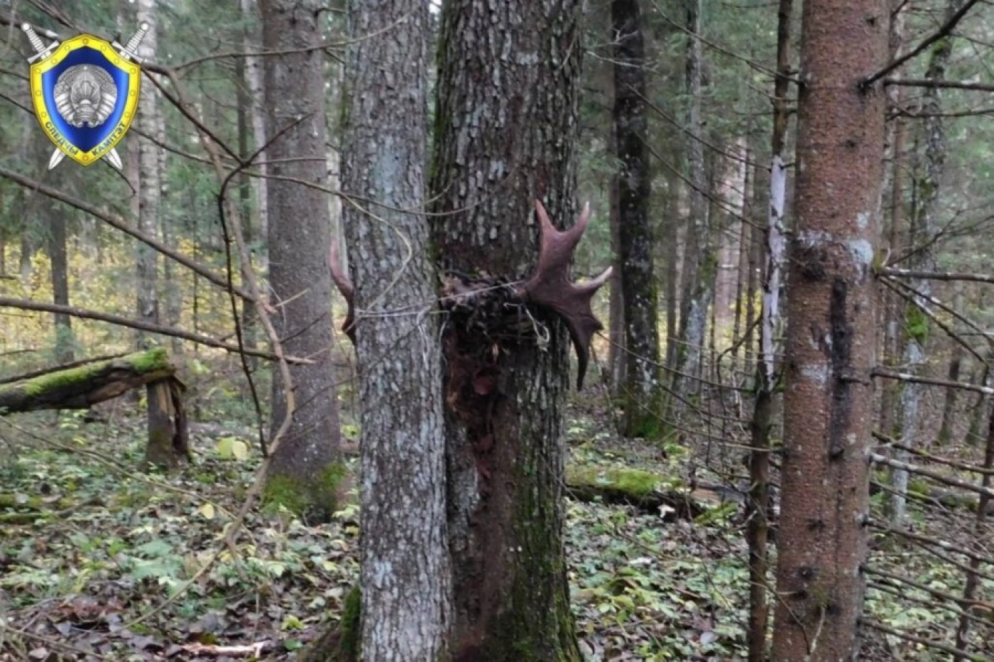 Пенсионер из Березино проходит по уголовному делу за незаконную охоту на лося