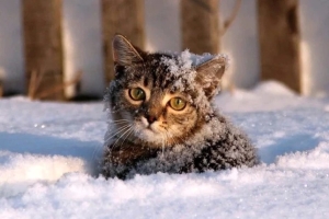 Погода в выходные: усиление морозов, небольшой снег и от -2 °С до -18 °С