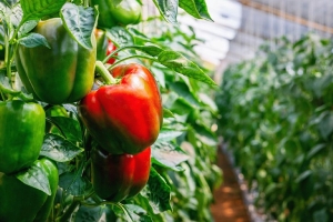 Полили этим – и перец ожил: проверенный способ для богатого урожая