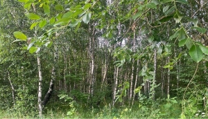 Ограничения на посещение лесов введены в 84 районах Беларуси