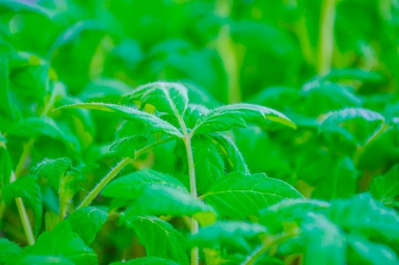 Почему вытягивается рассада и как ее спасти: секреты от огородников