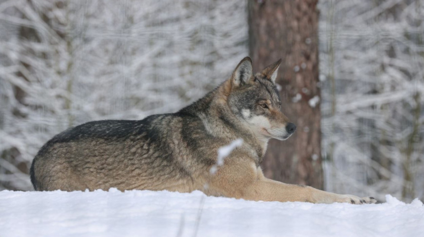 Как наблюдают за животными в Березинском заповеднике