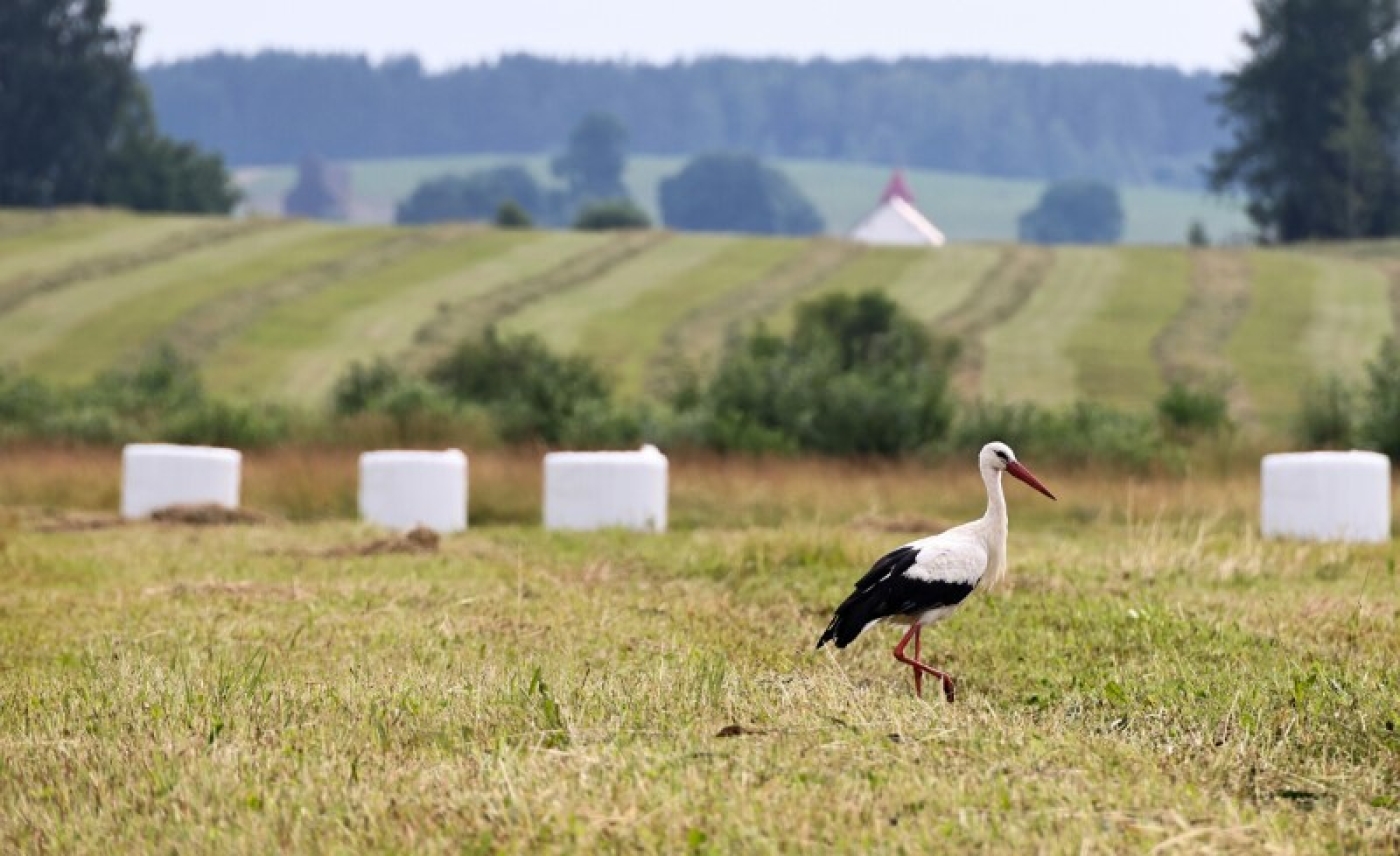 В Минской области приступили к снятию трав второго укоса