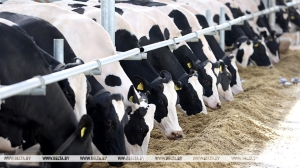 "Если корова, то почему с козьим удоем?" Лукашенко требует повысить продуктивность и снизить падеж КРС