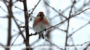 Мокрый снег с дождем и порывистый ветер ожидаются в Беларуси 17 декабря